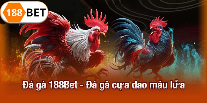 Đá gà 188Bet - Đá gà cựa dao máu lửa